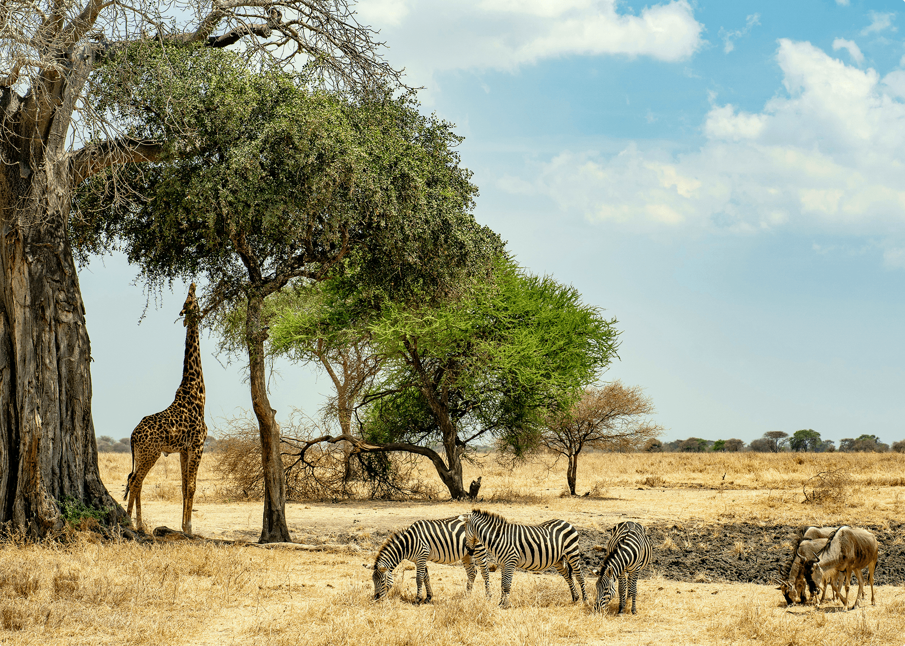 African Safari