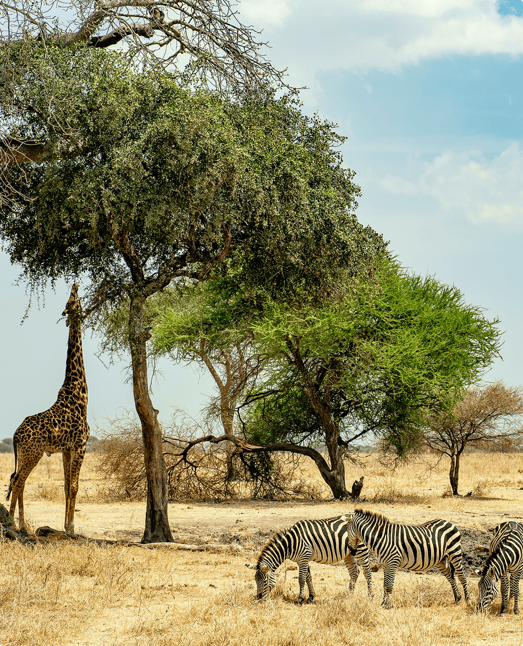African Safari